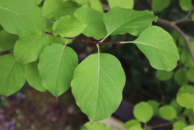 Syringa reticulata - šeřík japonský - listy